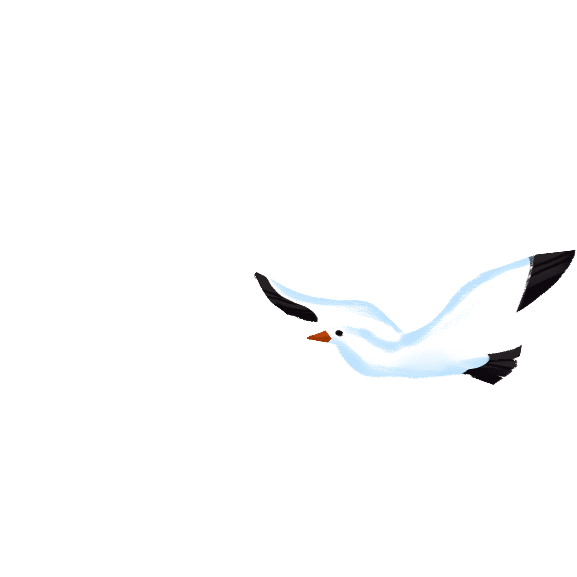 A white seagull gliding. GIF