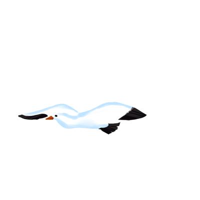 A white seagull gliding.