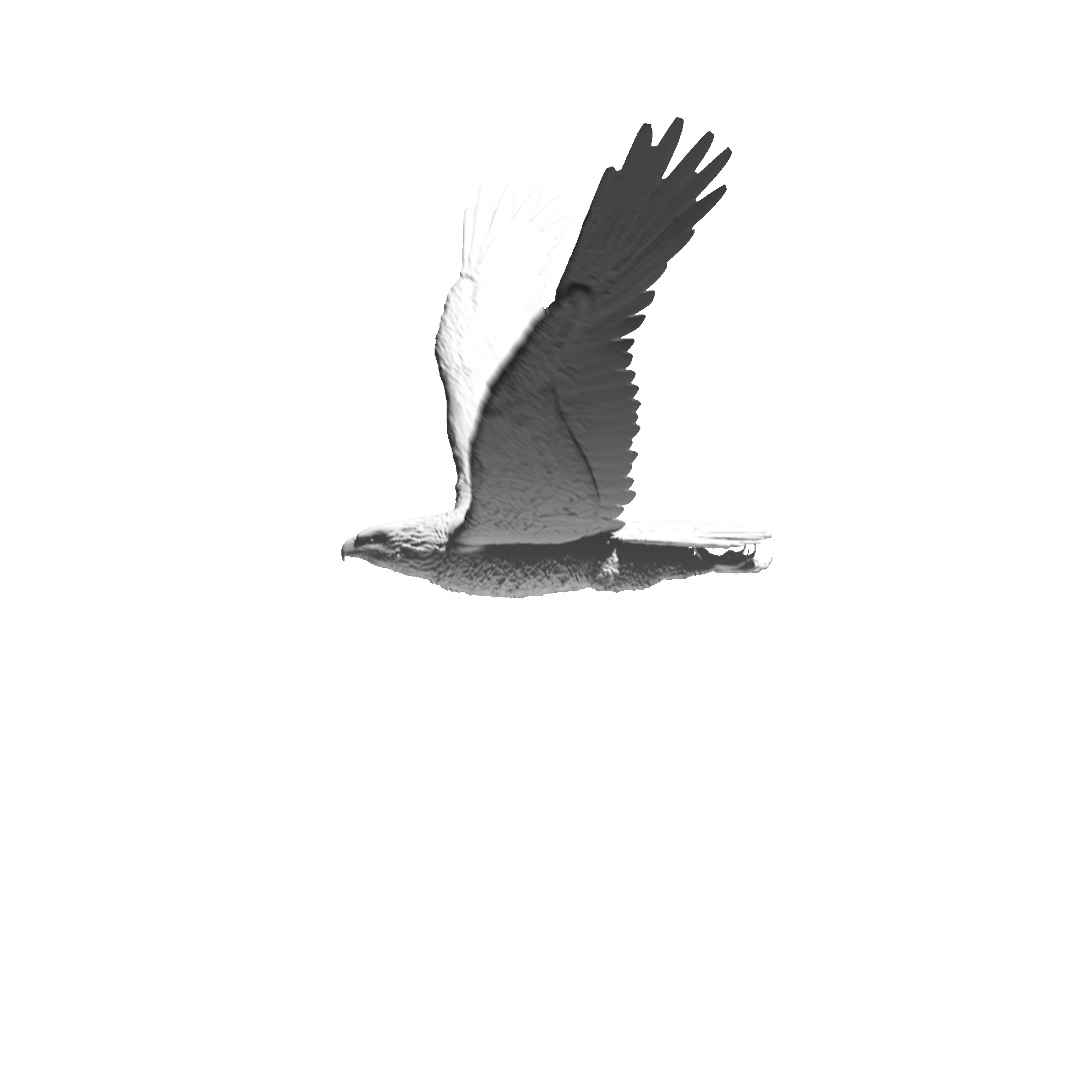 A small grey bird flying. GIF
