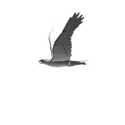 A small grey bird flying. GIF