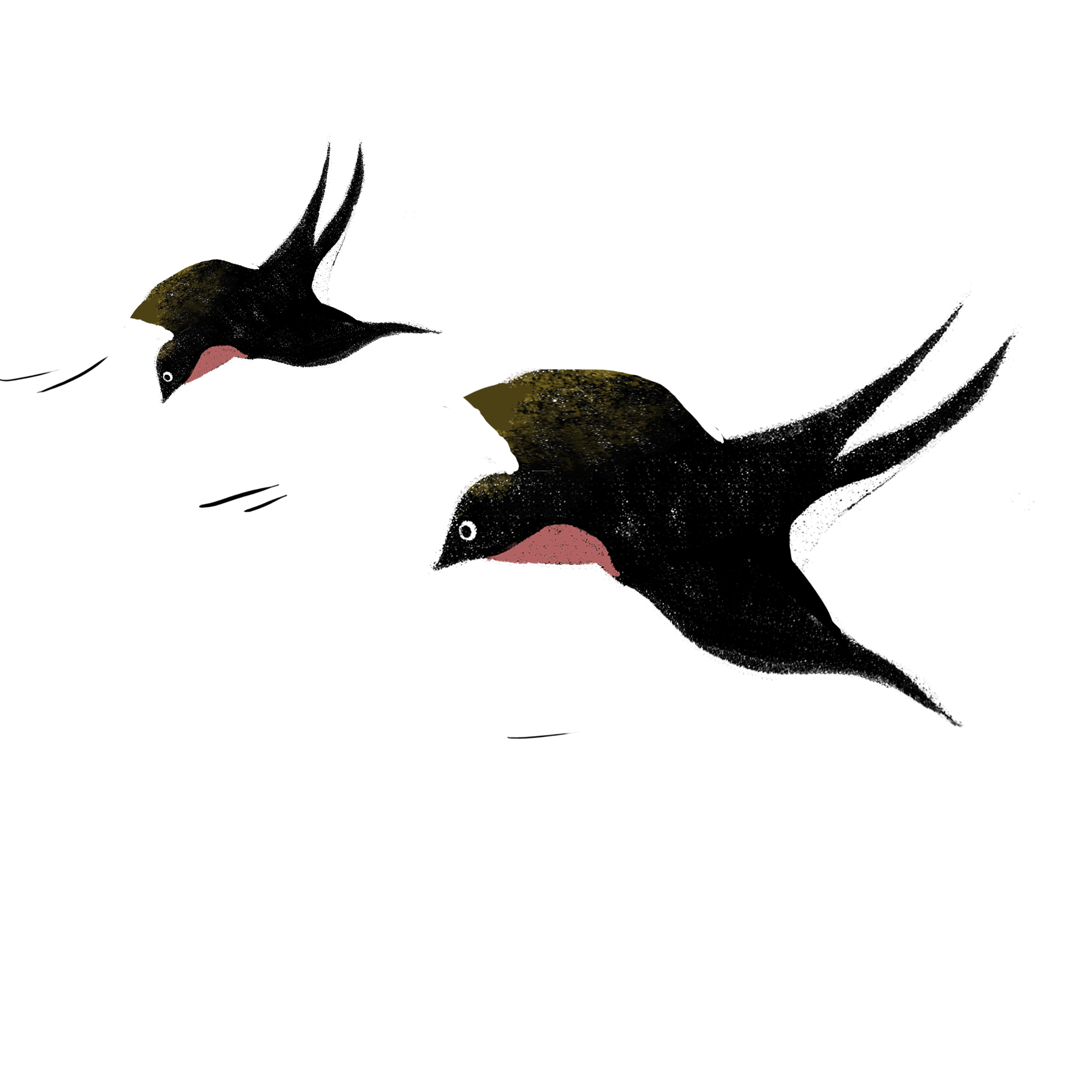A black swallow flying to the left. GIF