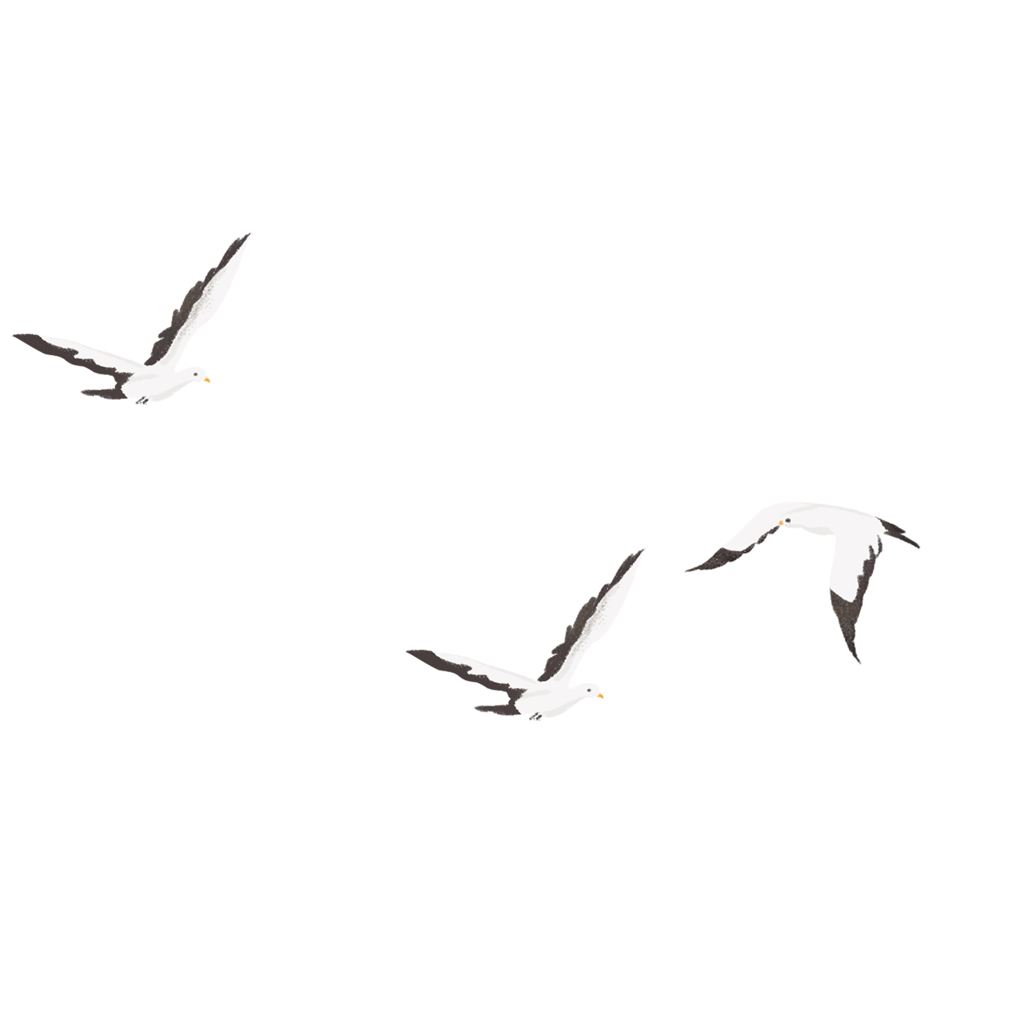 Three seagulls in flight. GIF