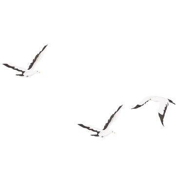 Three seagulls in flight.