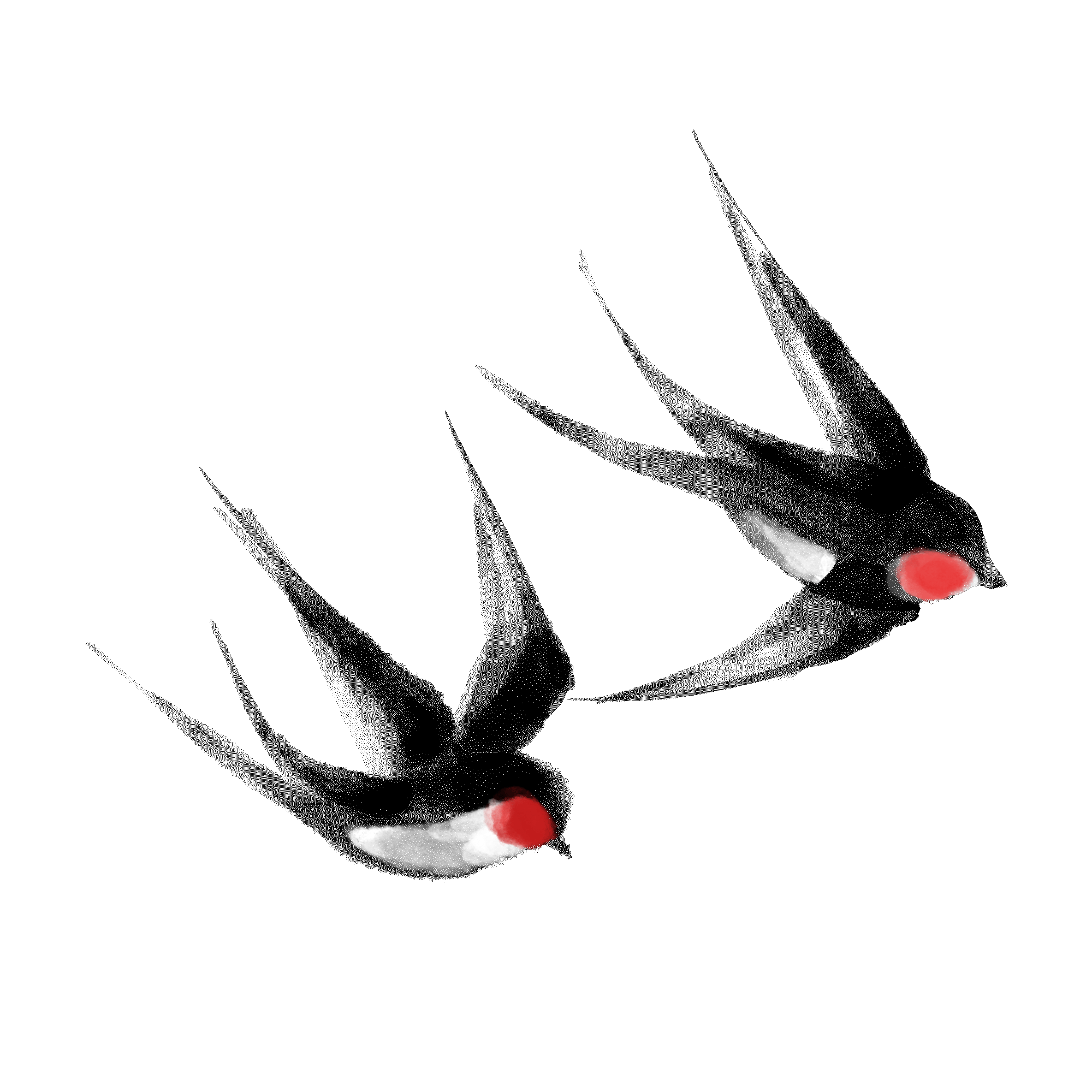 Two black swallows flying together. GIF