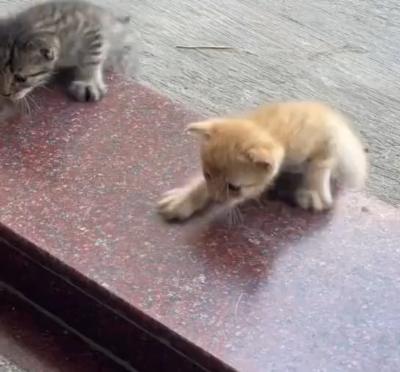It&rsquo;s too slippery; I can&rsquo;t climb up.