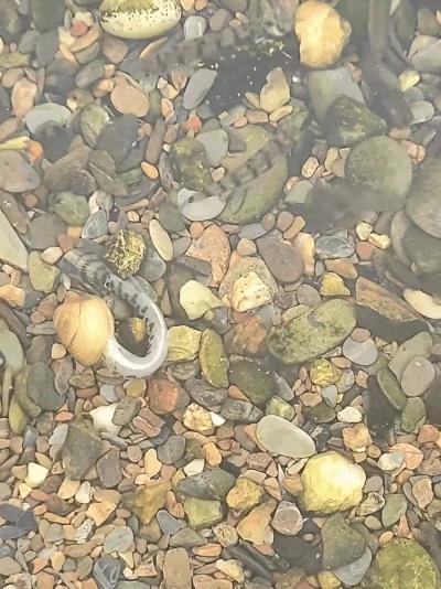 The freshwater clam clamps tightly onto the little fish's head.
