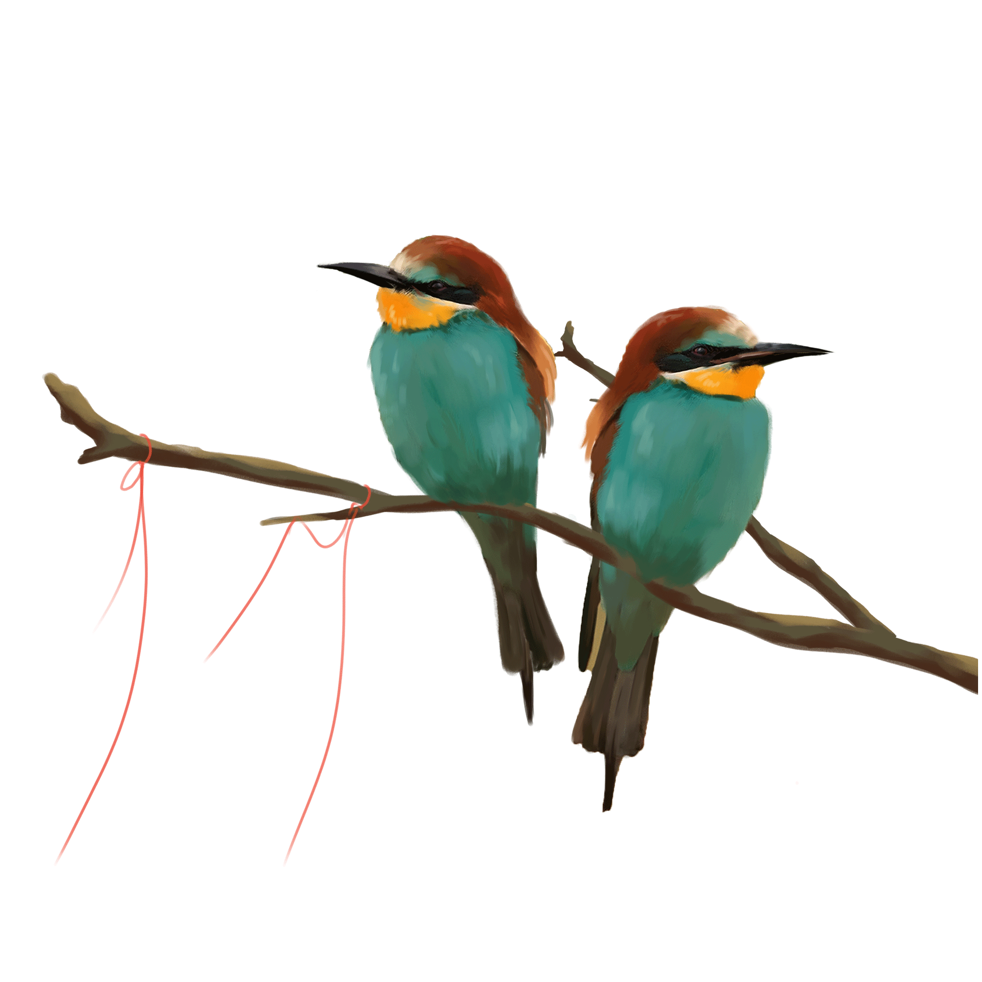 Two colorful birds calling on a branch. GIF