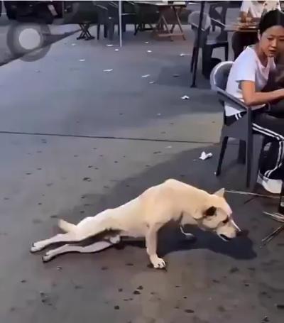 Oscar-winning dog