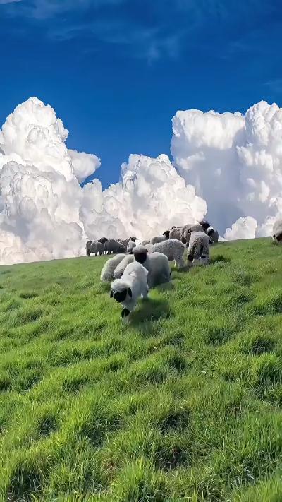 I saw a real Shaun the Sheep!