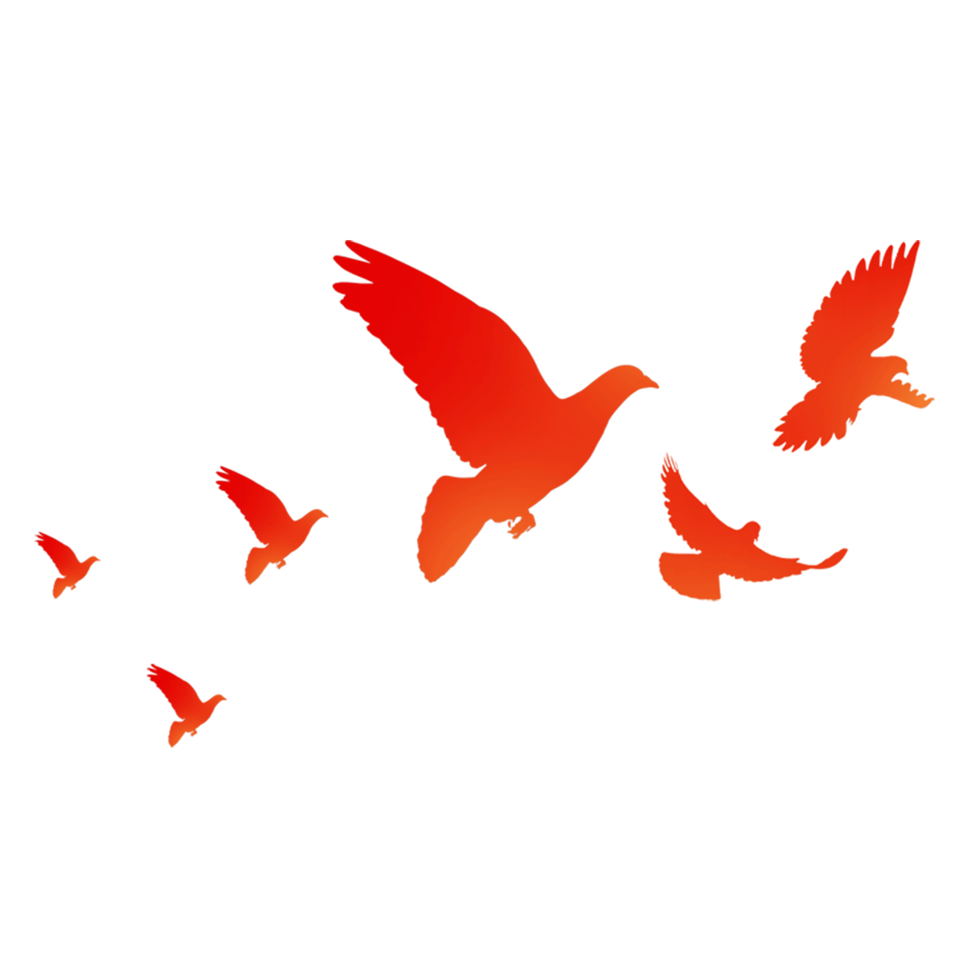 Three orange birds flying together. - Animal GIFs & MP4 Videos - GIFPoster