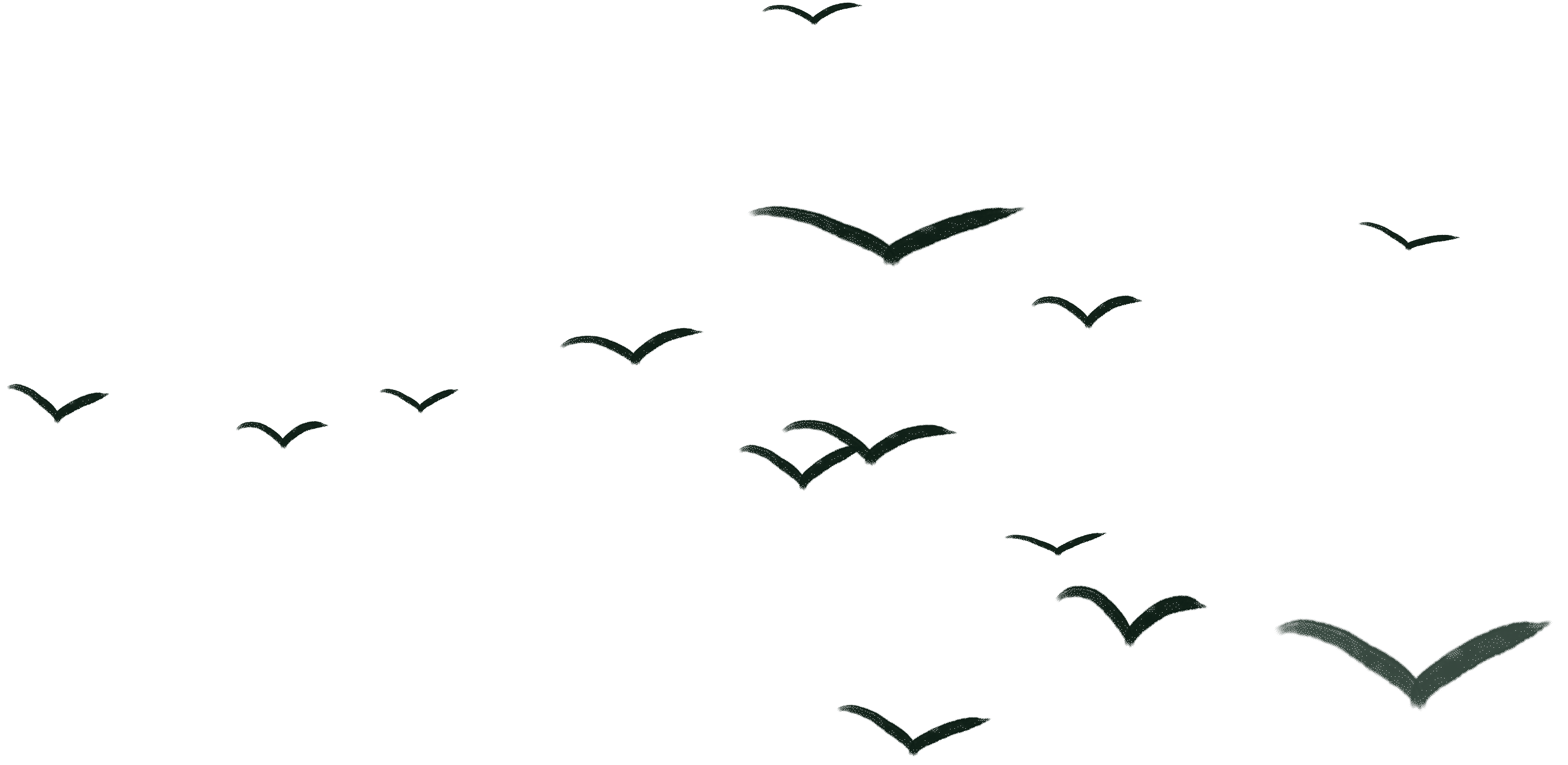 A wide flock of birds flying past. GIF