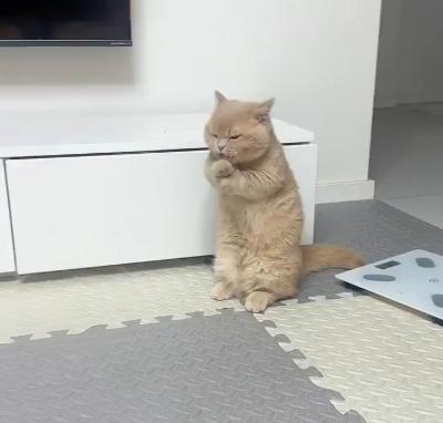 Cat washing its face