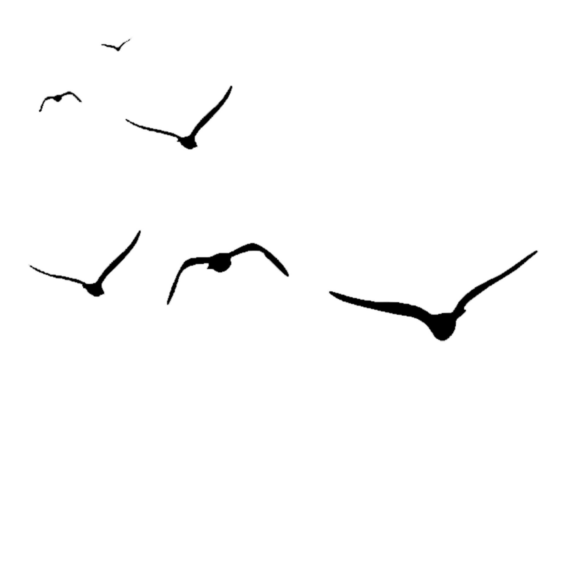A small flock of black birds. GIF