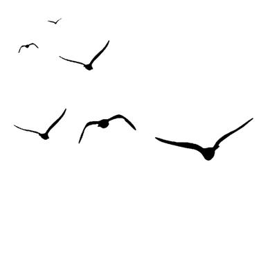A small flock of black birds.