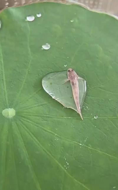 The little fish blows bubbles on the lotus leaf.