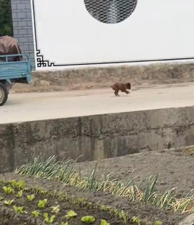 The puppy got overexcited.